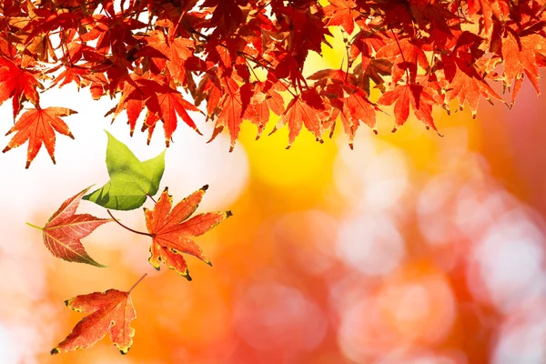 Maple Autumn Leaves — Stock Photo, Image