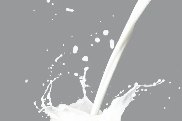 Milk Splashing on gray — Stock Photo, Image