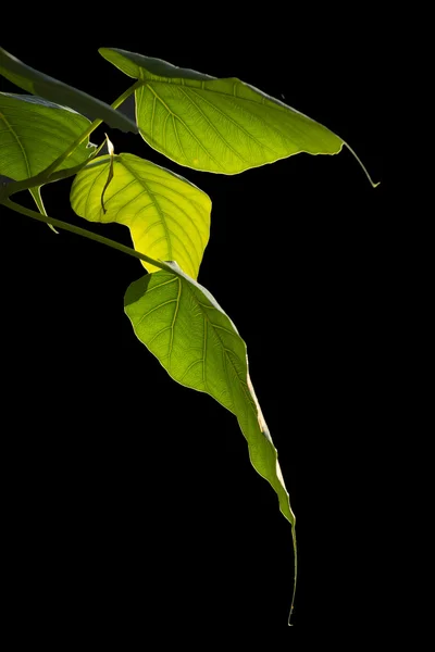 Зелене листя на чорному — стокове фото