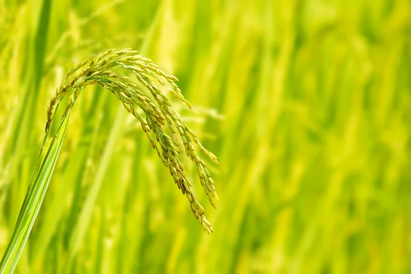 Rijst spikelets close-up — Stockfoto