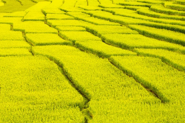 Rijst gezichtsveld — Stockfoto