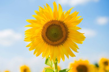 Mavi gökyüzü arka planında ayçiçeği