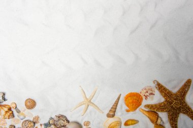 Deniz kabuklu deniz yaşamı