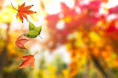 Renkli sonbahar yaprakları