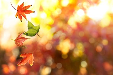 Renkli sonbahar yaprakları