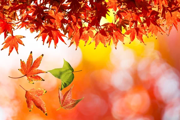 Colorful Autumn Leaves — Stock Photo, Image