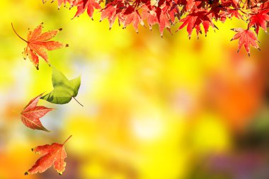 Renkli sonbahar yaprakları