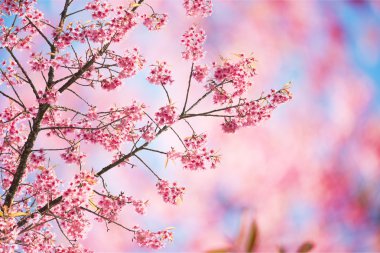 Sakura çiçek veya kiraz çiçekleri