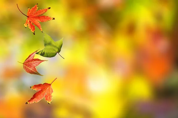 Colorful Autumn Leaves — Stock Photo, Image