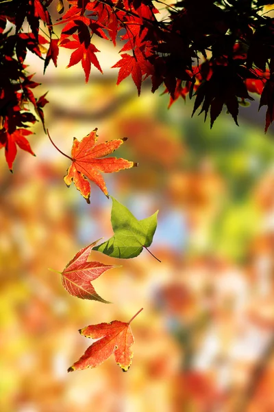 Colorful Autumn Leaves — Stock Photo, Image