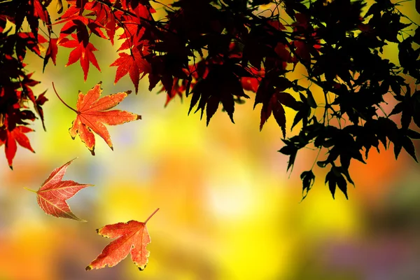 Maple leaves falling from tree — Stock Photo, Image