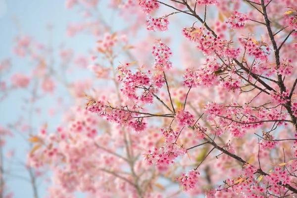 Сакура квіти або вишня цвітіння — стокове фото