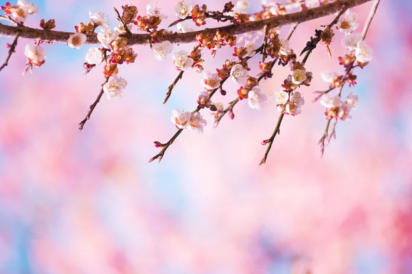 Sakura Flowers or Cherry Blossoms — Stock Photo, Image