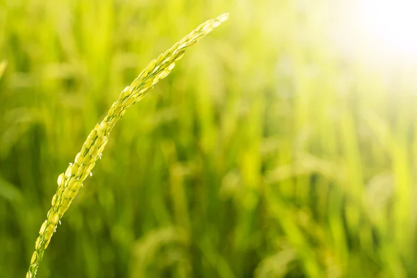 Rice spikelets närbild — Stockfoto