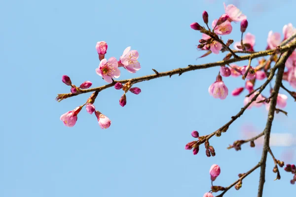 Sakura Flowers or Cherry Blossoms — Stock Photo, Image