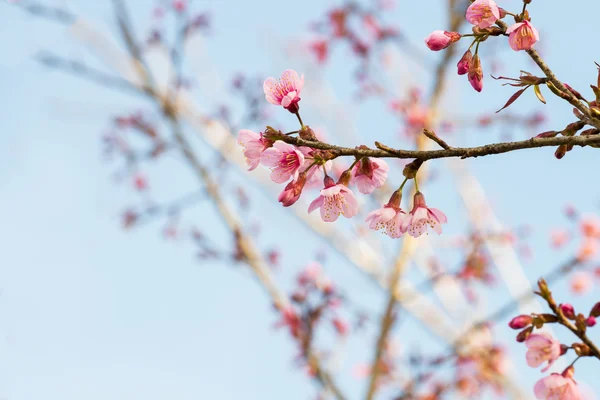 Sakura Flores ou flores de cereja — Fotografia de Stock