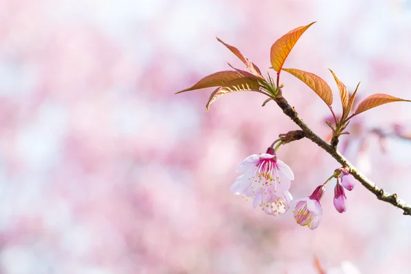 Sakura-Blumen oder Kirschblüten — Stockfoto