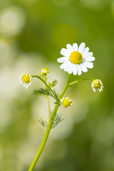 Daisy flor de camomila — Fotografia de Stock