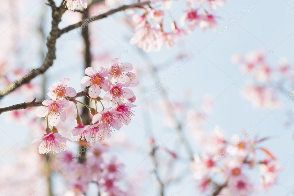 Sakura Flowers or Cherry Blossoms