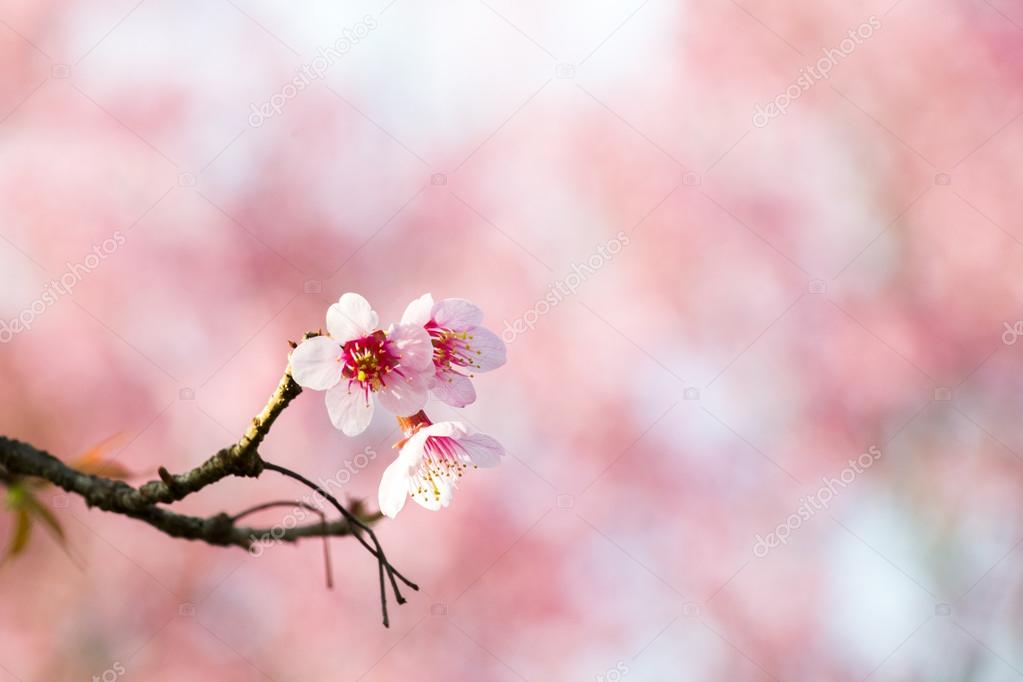 Sakura Flowers or Cherry Blossoms