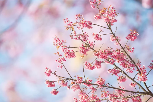 Sakura-Blumen oder Kirschblüten — Stockfoto