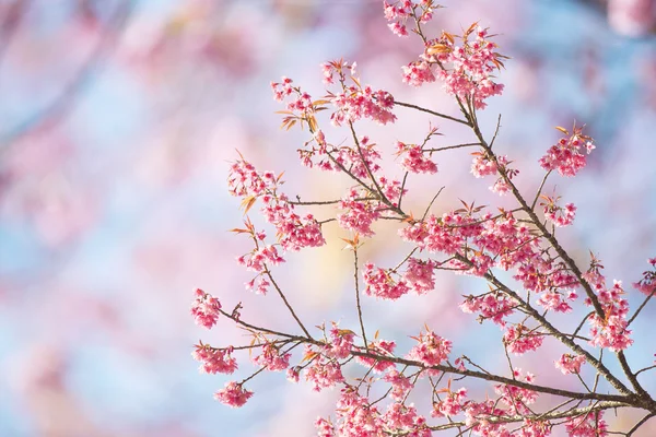 Sakura Flowers or Cherry Blossoms — Stock Photo, Image