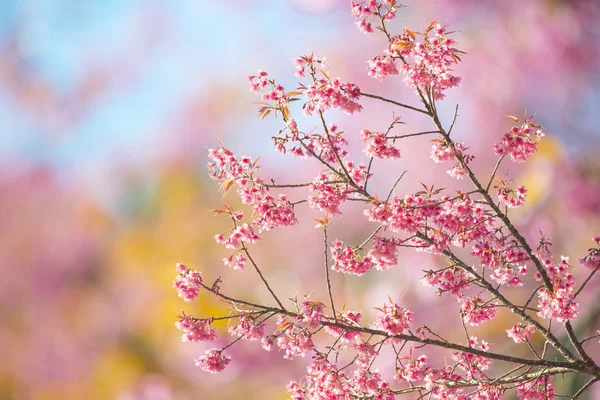 Sakura λουλούδια ή άνθη κερασιάς — Φωτογραφία Αρχείου