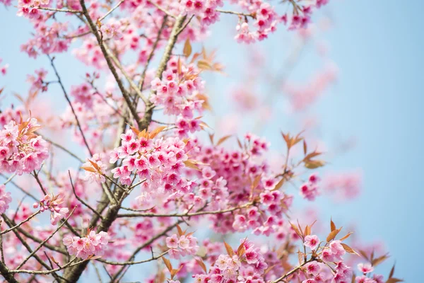 Sakura-Blumen oder Kirschblüten — Stockfoto