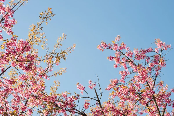Sakura-Blumen oder Kirschblüten — Stockfoto