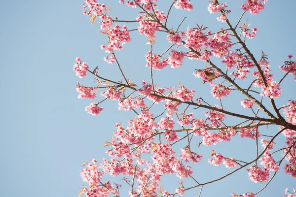 Sakura Flores ou flores de cereja — Fotografia de Stock