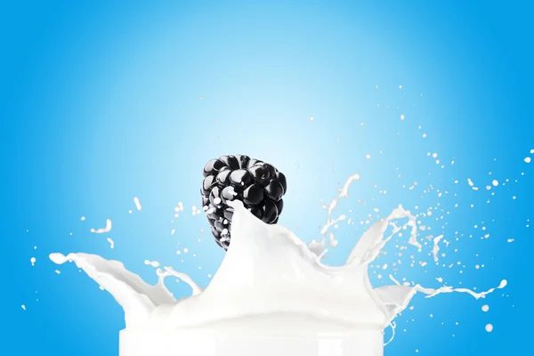 Blackberry Falling On Milk Splash — Stock Photo, Image