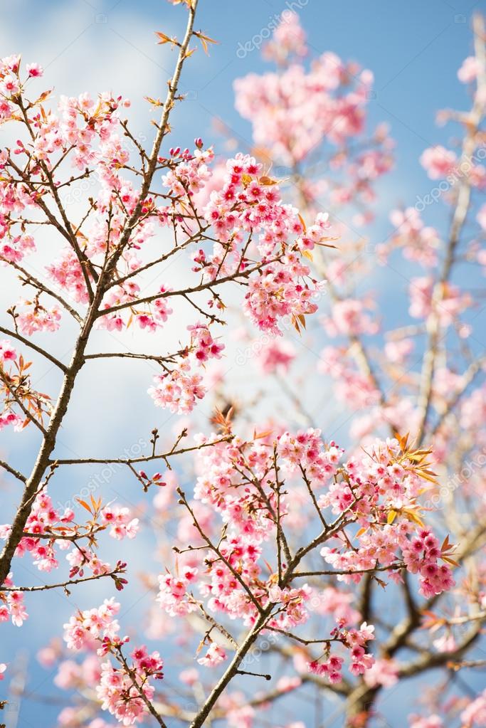 Sakura Flowers or Cherry Blossoms