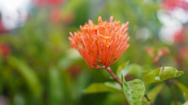  Bulanık arkaplanı olan Asoka çiçeği