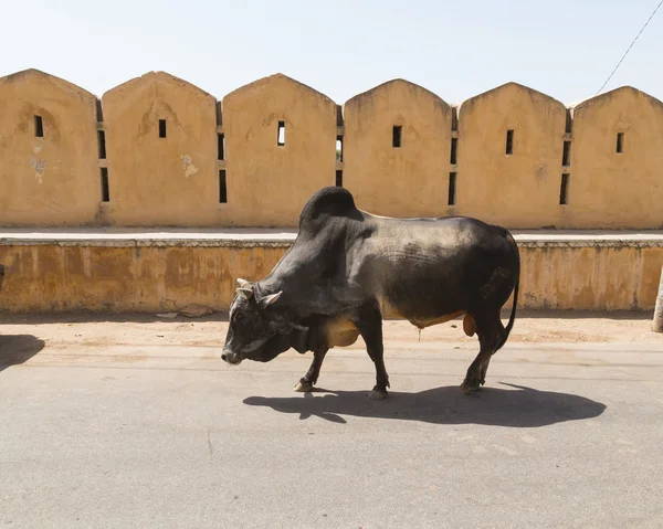 Cow Walking along the Road — Stock Photo, Image