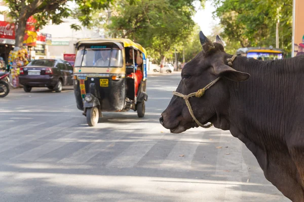 วัวที่ด้านข้างของถนนในอินเดีย — ภาพถ่ายสต็อก