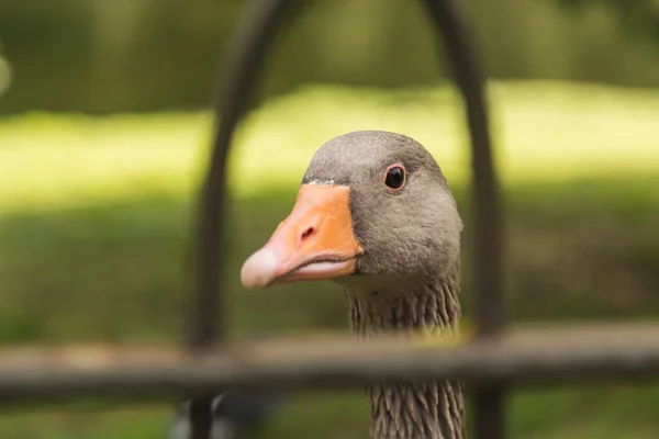 Closeup Head Grey Geese Orange Bill Fence — Stock Photo, Image