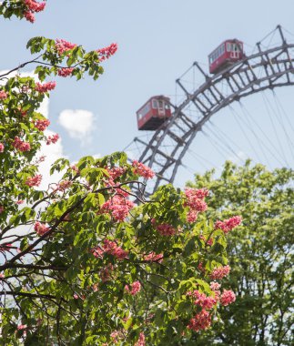 VİANNA, AUSTRIA - 8 Mayıs 2016: Renkli çiçek ve ağaçları gösteren baharda Riesenrad 'a doğru bir manzara.