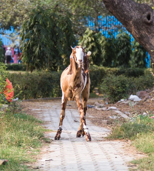 Goat in India — Stock Photo, Image