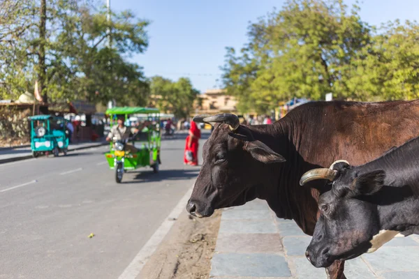 Cows in Jaipur, India — Stock Photo, Image