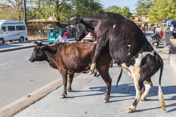 วัวในเมืองชัยปุระ ประเทศอินเดีย — ภาพถ่ายสต็อก