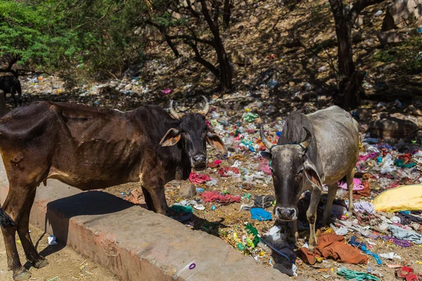 Cows and Garbage in India — Stock Photo, Image