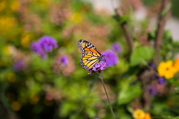 Farfalla monarca — Foto Stock