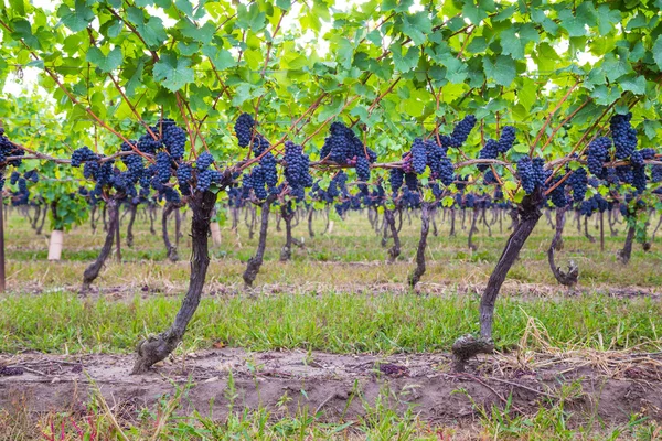 Dark blue Vineyard Grapes on trees — Stock Photo, Image