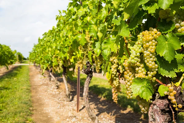 Green Grape Plantation — Stock Photo, Image