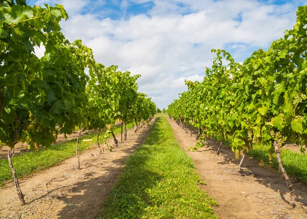 Green Vineyard Plantation — Stock Photo, Image