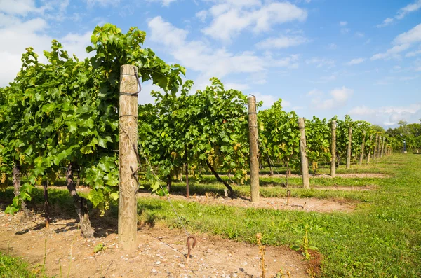 Side View of Grape Plantations Stock Image