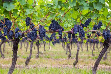 ağaçlarda koyu mavi üzüm üzüm