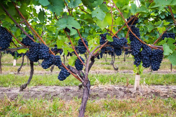 Tmavě modrá vinici hrozny na stromech — Stock fotografie