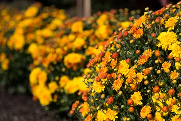 Flores exteriores amarelas — Fotografia de Stock