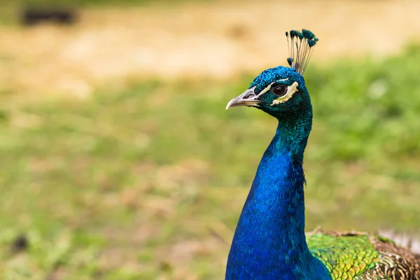 Αρσενικό Peacock κεφάλι — Φωτογραφία Αρχείου
